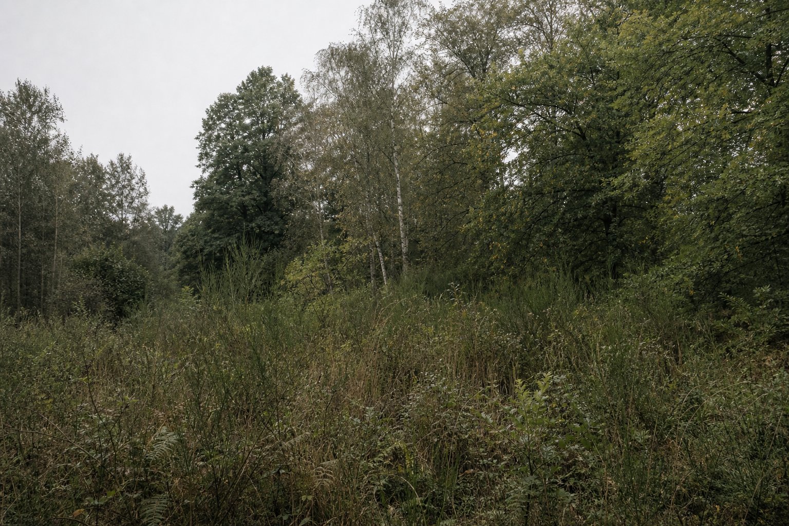 A dense mixed woodland edge with layered undergrowth and a closing canopy overhead.