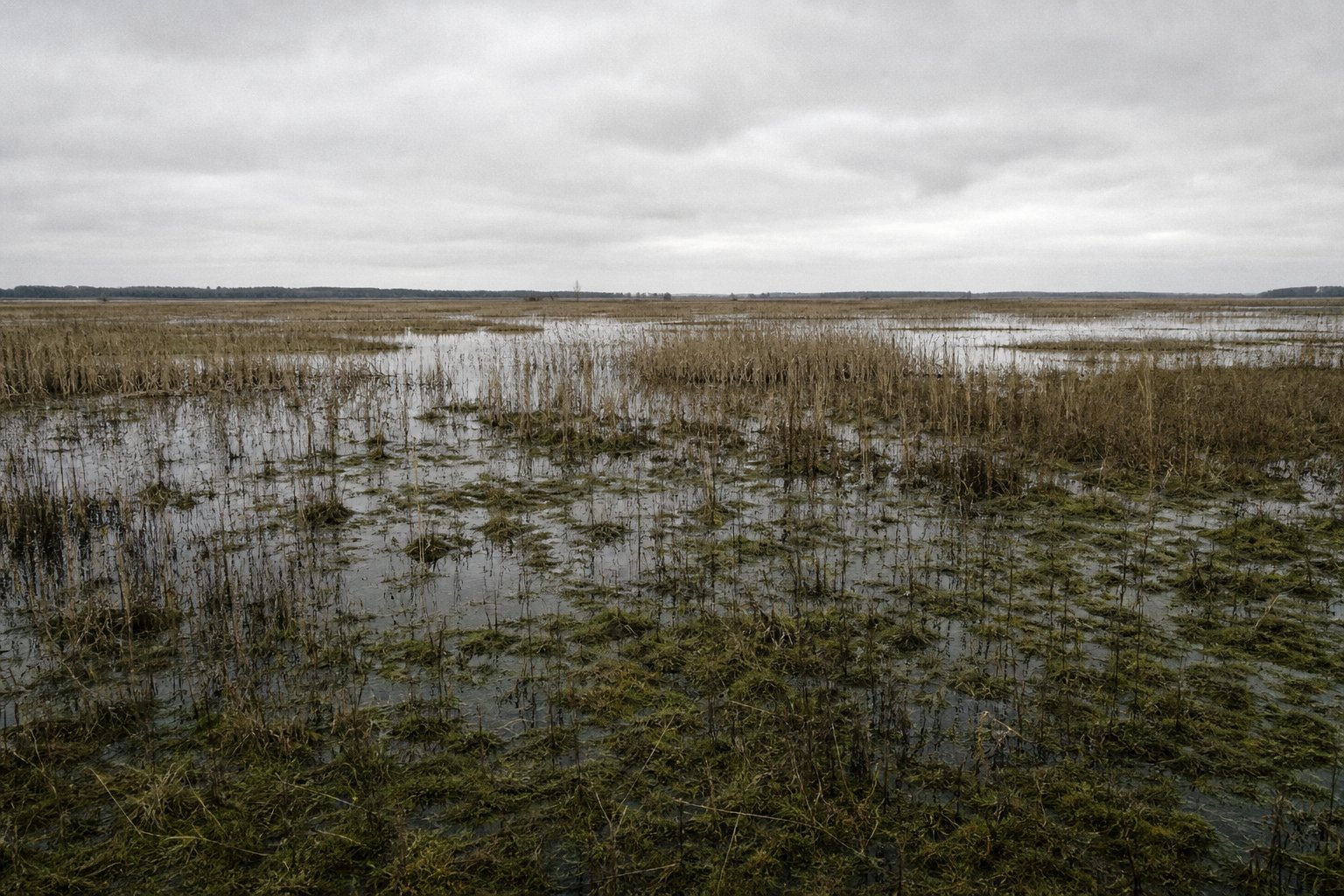 Flat marshland with standing reed beds and shallow channels of water under a grey sky.