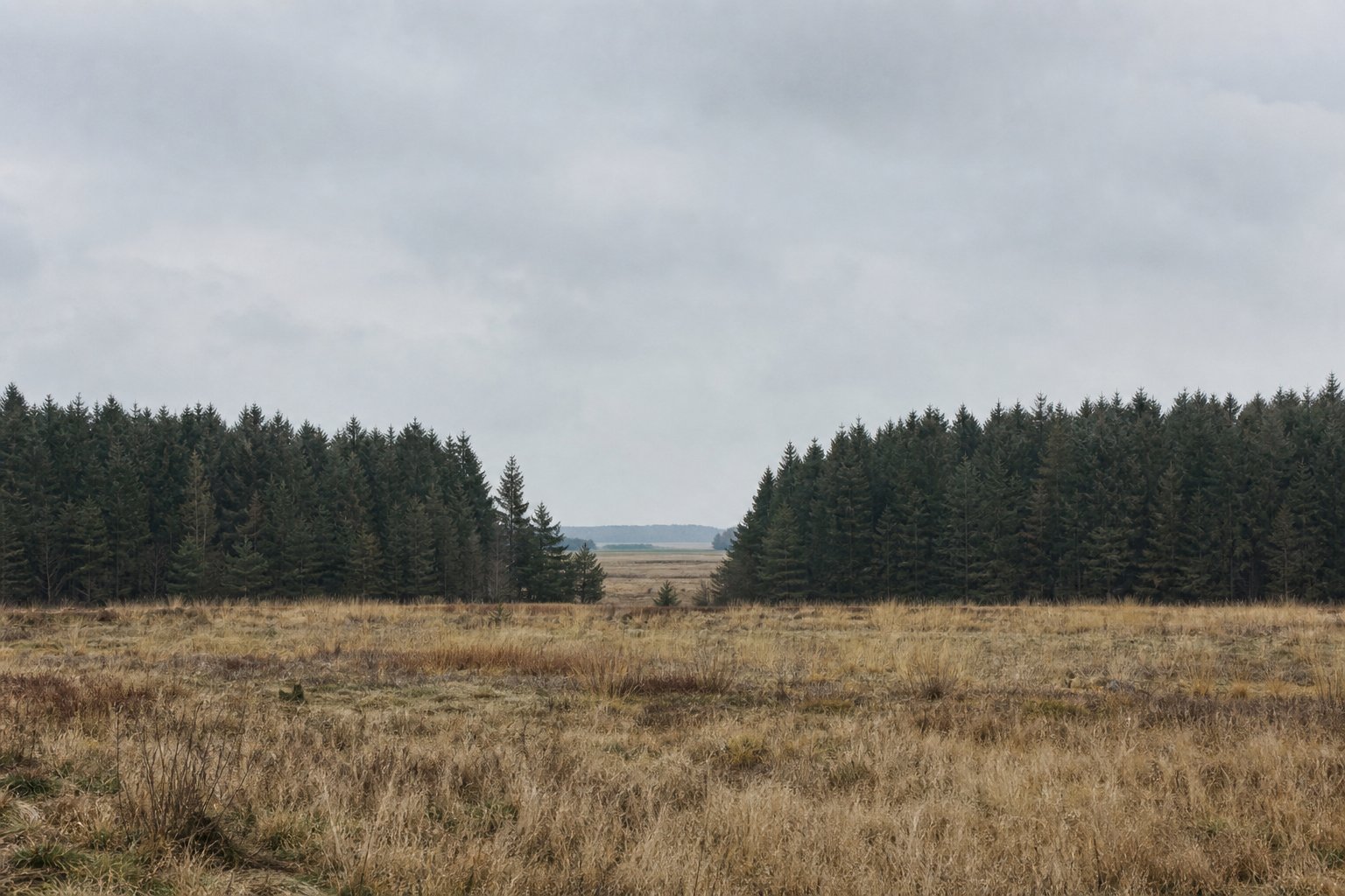 A gap in a long treeline with open ground visible through it, everything else screened by trees.